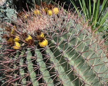 Ferrocactus electracanthus barrel cactus, yellow spines, ribbed desert cactus, rare cacti collector plant