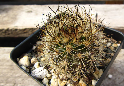 Neoporteria gerocephala cactus, small ribbed body, red tubular flowers, Chilean desert cactus