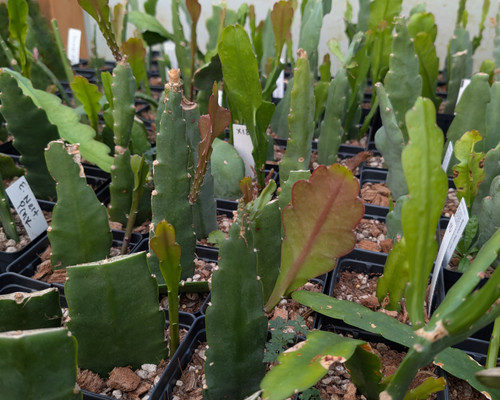 Epiphyllum mystery cactus cutting, flat stems, rooted plant, orchid cactus, assorted flowering varieties