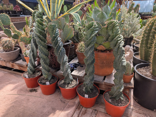 Cereus forbesii Spiralis spiral cactus with twisting blue green columns in desert garden