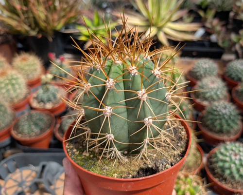 Trichocereus terscheckii Argentine Saguaro cactus with massive columnar stems in desert landscape