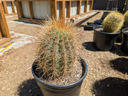 Echinopsis formosa cactus with brilliant red flowers and golden spines in rock garden