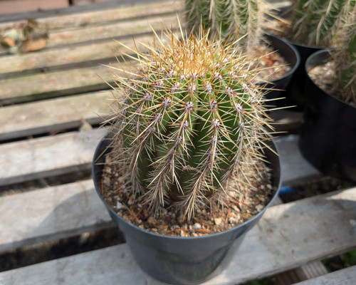Trichocereus huascha with branching green stems and brilliant scarlet-red funnel-shaped flowers.