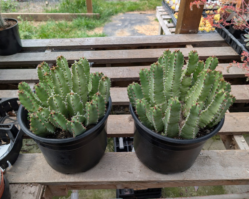 Euphorbia resinifera forming a dense mound of blue-green four-angled succulent stems.