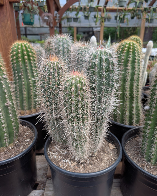 Multi stemmed Pachycereus pringlei with blue-green columnar stems growing in a cactus collection.