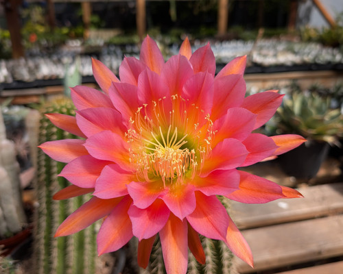 Echinopsis Hans Bircher Hybrid California Orange with enormous brilliant orange flowers on clustered green cactus stems.