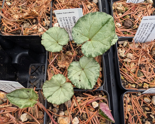 Silver-leaved Cyclamen hederifolium with distinctive green margins and veining in a nursery pot.