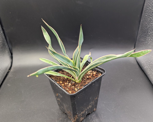 Young variegated Yucca gloriosa with green, cream-striped leaves and fine pink margins.