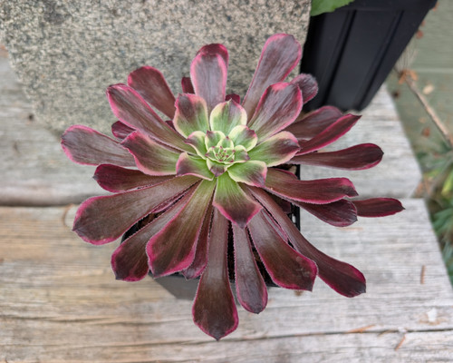 Aeonium ‘Durex’ collector succulent displaying colourful foliage arranged in attractive symmetrical rosettes.
