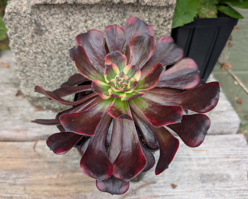 Aeonium ‘Moya’ collector succulent displaying dense ornamental rosettes and attractive seasonal foliage colour.