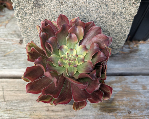 Aeonium 'Tsar' hybrid succulent featuring symmetrical rosettes with green, burgundy, and reddish-purple foliage.