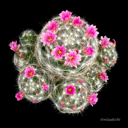 Mammillaria glassii nominis-dulcis clustering cactus with fine white spines and pale pink flowers.