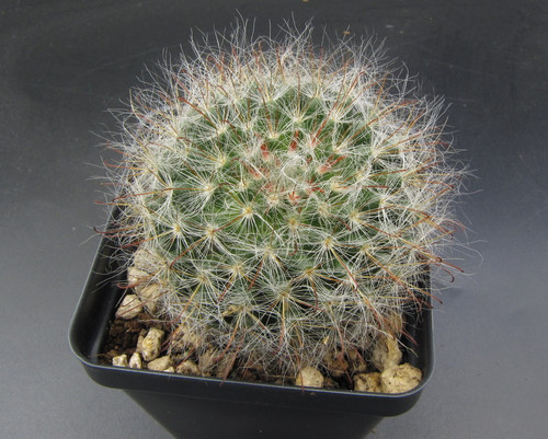 Mammillaria bocasana rosea Powder Puff Cactus with silky white spines and pink flowers.