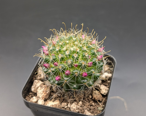 Mammillaria zeilmanniana praecox cactus with hooked spines and vibrant pink flowers.