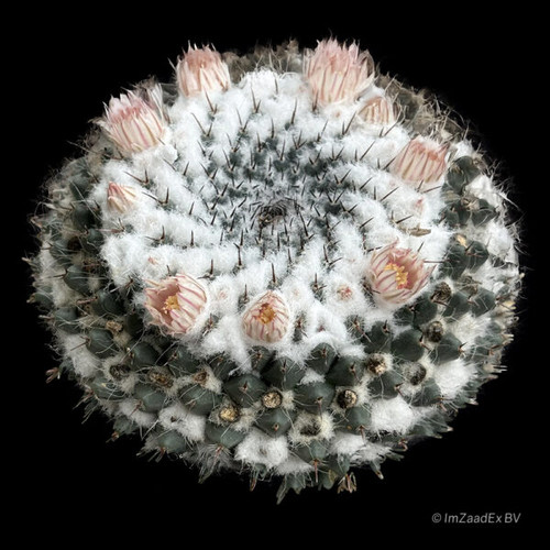Mammillaria formosa Mexican pincushion cactus with dense white spines and pale pink flowers.