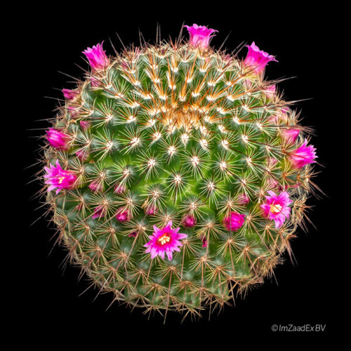 Mammillaria Ginsa Maru Japanese collector cactus with decorative spines and deep pink flowers.