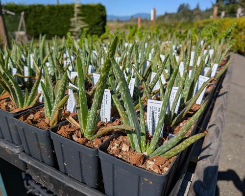 Aloe vera with rosette leaves, serrated edges, and tall stalk of yellow tubular flowers.
