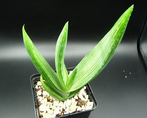 Aloe striata ssp. karasbergensis