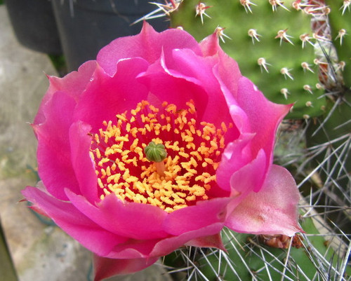 Opuntia polycantha Lavender Flower Pad