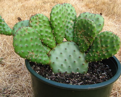 Opuntia polycantha 'Wasatcha Red' Pad
