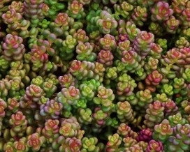 Sedum divergens groundcover succulent with green foliage and yellow flowers drought tolerant native plant