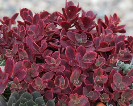 Sedum Wildfire variegated succulent with red edged leaves hardy groundcover drought tolerant perennial