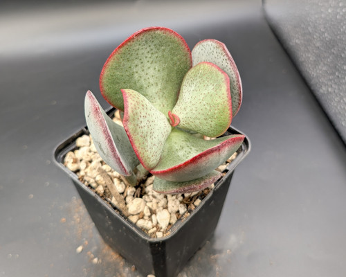 Crassula arborescens Silver Dollar succulent with silvery round leaves, red edges, branching form
