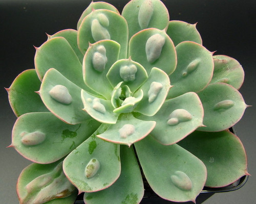 Blue-green Echeveria 'Rain Drops' succulent with raised water droplet-like bumps on each leaf.