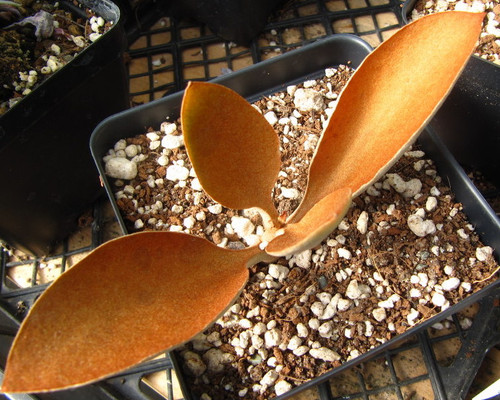 Kalanchoe orgyalis (2 Cutting)