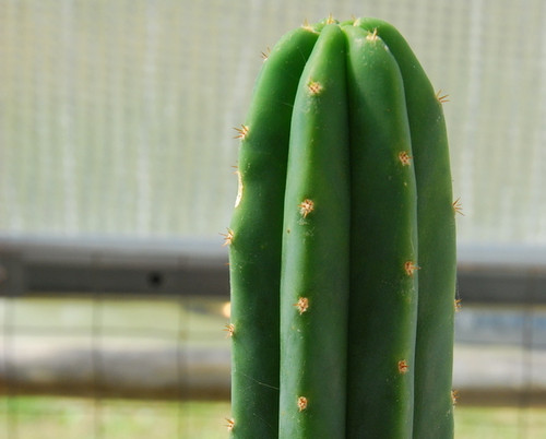 Trichocereus pachanoi PC (San Pedro)