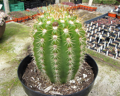 Trichocereus 'Sun Goddess' (8" Pot)