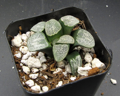 Haworthia groenewaldii succulent with translucent windowed leaves growing in mineral soil