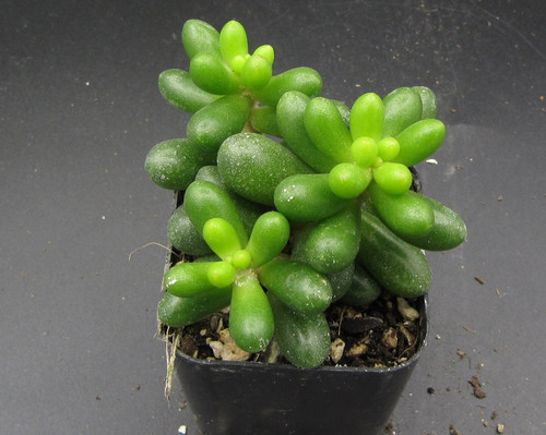 Sedum hernandezii miniature succulent with bead-like foliage in rocky container garden