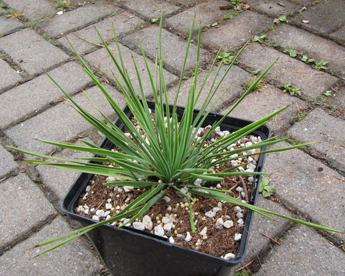 Blue-green Yucca linearifolia, narrow leaves, trunk-forming desert plant, architectural specimen.