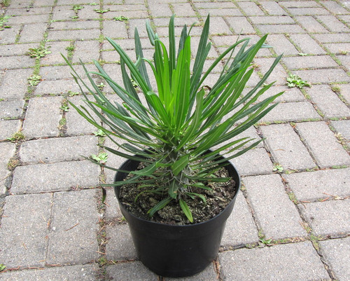 Pachypodium lamerii 8"