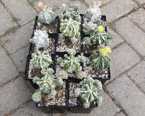 Astropytum hybrids