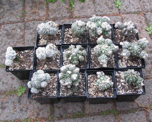 Astrophytum Hybrids