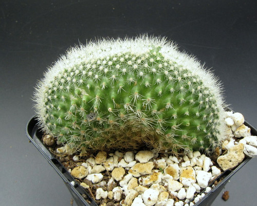 Mammillaria matudae cristata