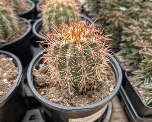 Columnar Trichocereus tarijensis var. poco with golden spines and large white-pink flowers.