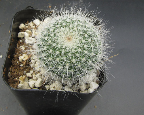 Mammillaria hahniana