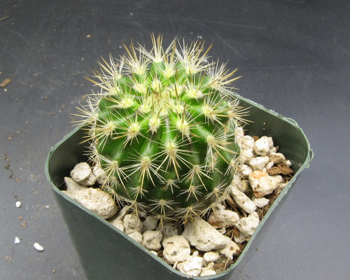 Neoportia chilensis FK3