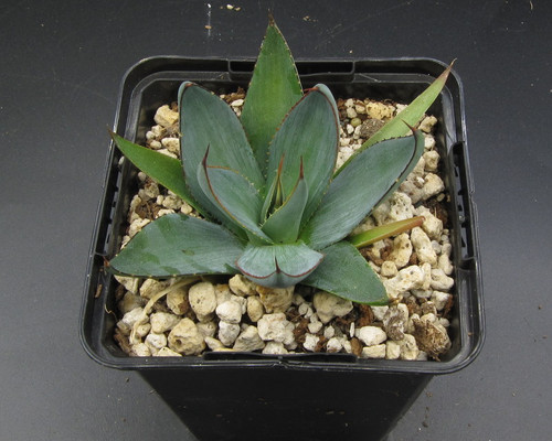 Compact agave with blue leaves, red edges, rosette form, glowing contrast, desert background.