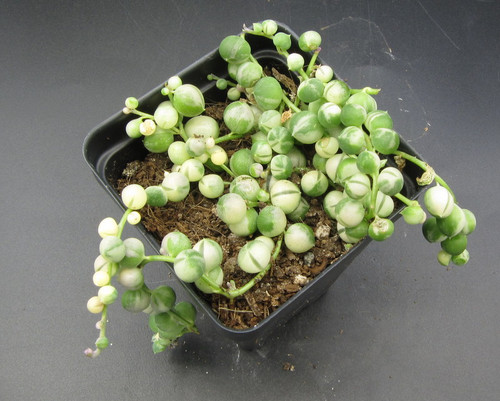 Easily propagated by stem cuttings. Lay cuttings on moist, pumice-rich soil and allow roots to form at nodes.