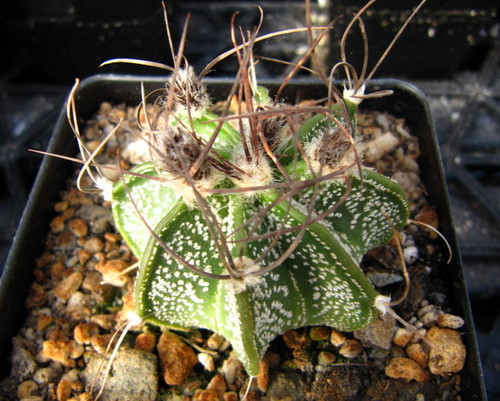 Astrophytum capricorne seeds