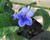 Streptocarpus hyb.  'Bethan'