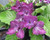 Streptocarpus hyb.  'Hototogisu'