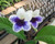 Streptocarpus 'Leyla' purple blooms, rosette green leaves, compact indoor flowering houseplant.