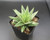 Gasteraloe sp.