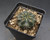 Gymnocalycium gibbosum ssp. ferox DMC 1120