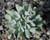 Echeveria Topsy Turvy displaying twisted blue-green leaves in a symmetrical succulent rosette.